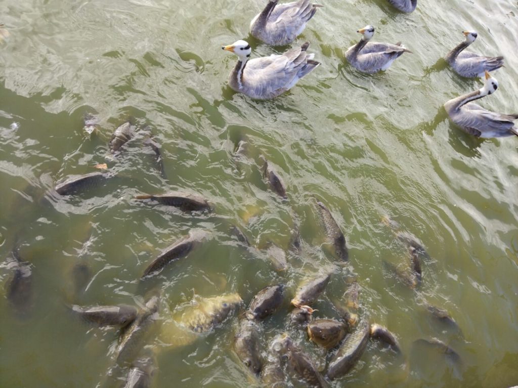 peces en polvoranca leganes