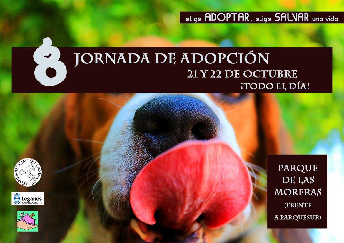 adopción Canina en Leganés 