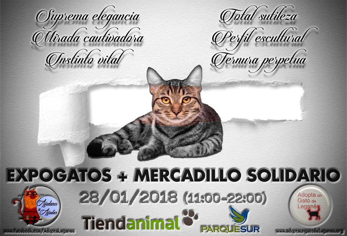 Mercadillo solidario + expogatos