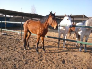 hípica caballos club escuela jinete equitación amazona leganes arroyoculebro