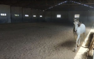 hípica caballos club escuela jinete equitación amazona leganes arroyoculebro