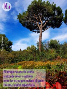Bosque. Descubrimiento y sorpresa - Cuentacuentos Máisa Marbán